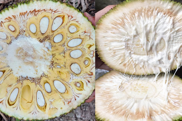 Nguyen-nhan-mit-bi-xo-den