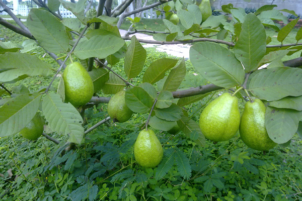 Nhu-cau-dinh-duong-cua-cay-oi