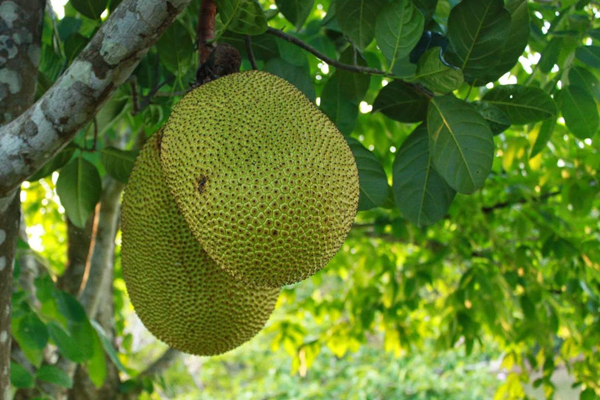 Guong-mit-Thai-sieu-som