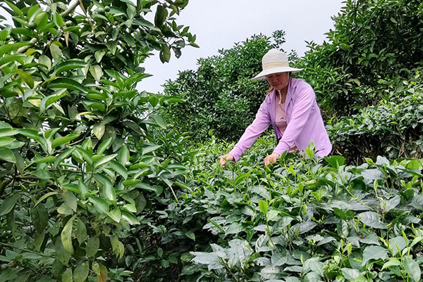 trong-xen-canh-tong-hop