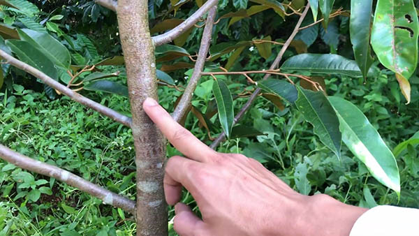 tia-canh-tao-dang-cho-sau-rieng-con