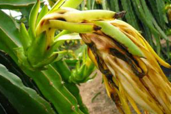 Benh-gay-hai-tren-hoa