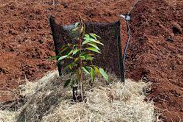 Dong-coc-co-dinh-va-che-chan-cho-cay