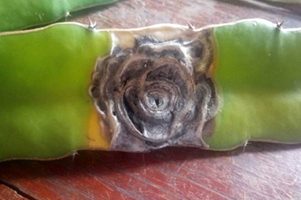 Benh-gay-hai-tren-canh