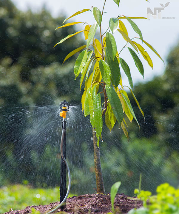 tuoi-nuoc-cho-sau-rieng-con