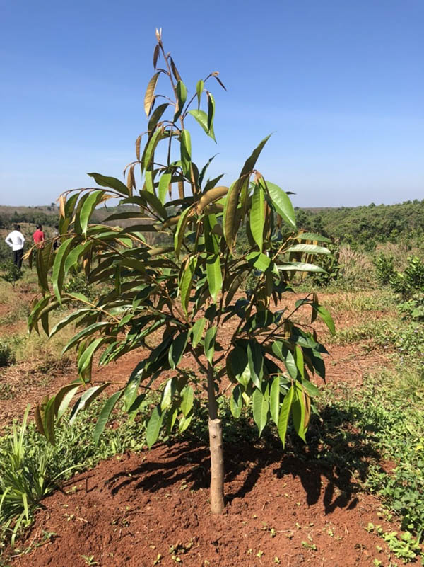 bon-phan-va-cham-soc-sau-rieng-con