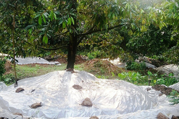 Dung-mang-ni-long-phu-kin-mat-dat