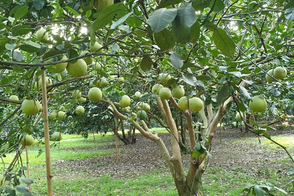 Bien-phap-khac-phuc-vuon-buoi-bi-so-trai