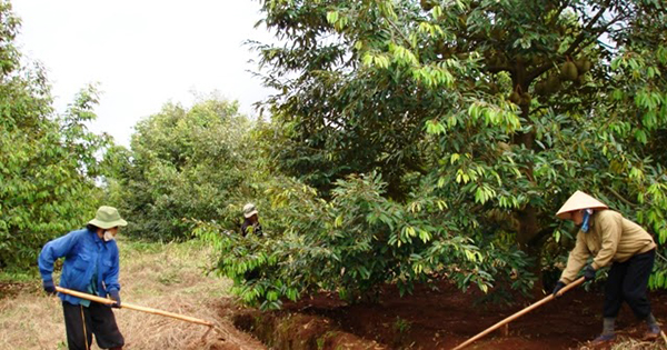 bon-phan-cho-cay-sau-rieng