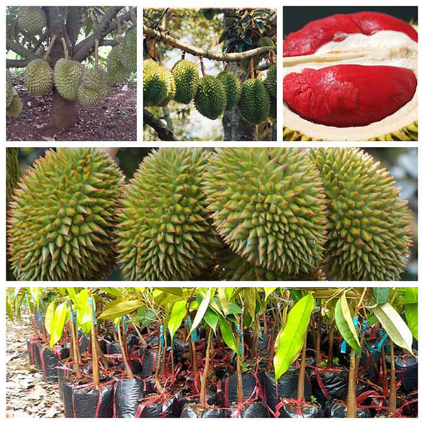 Thu-hoach-sau-rieng-ruot-do