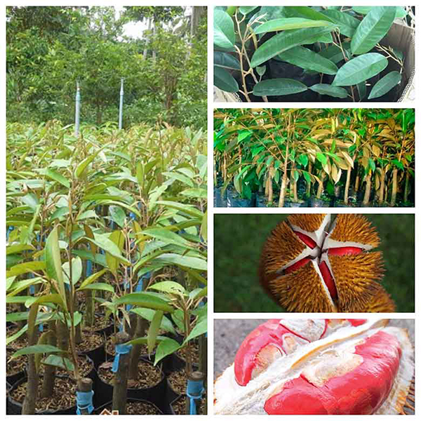 Chon-giong-sau-rieng-ruot-do