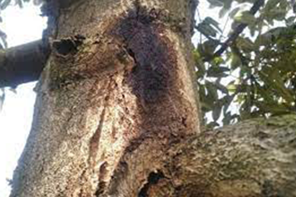 Tac-hai-cua-benh-xi-mu