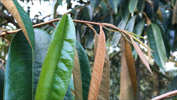 ky-thuat-chan-dot-sau-rieng-bang-hoa-chat