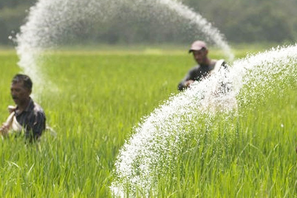 Khong-nen-lam-dung-phan-bon-hoa-hoc-cho-cay-lua