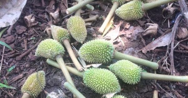 tinh-trang-rung-trai-non