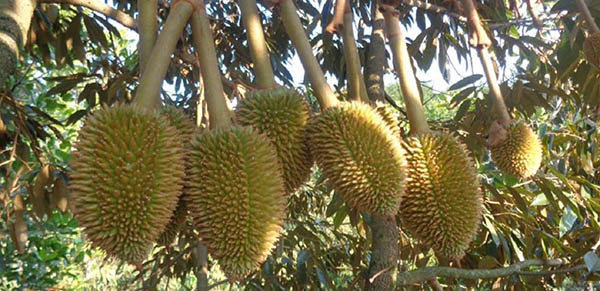 ky-thuat-chan-dot-sau-rieng-bang-dinh-duong