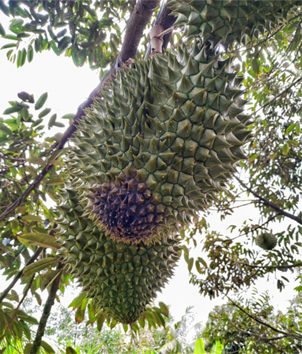 nguyen-nhan-benh-thoi-trai-tren-cay-sau-rieng