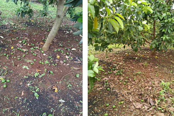 Cay-bo-rung-trai-non