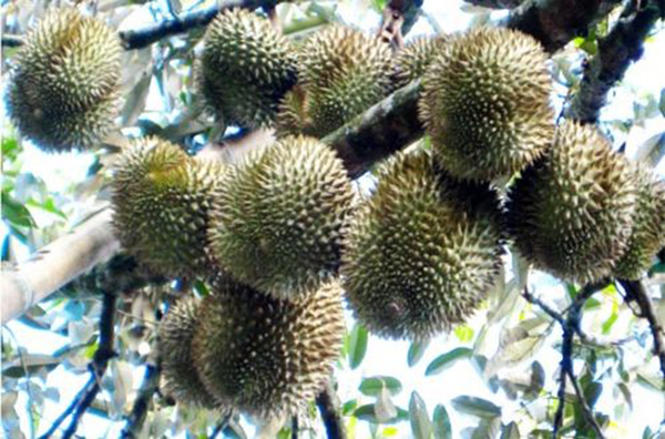 bien-phap-phong-tru-benh-thoi-trai