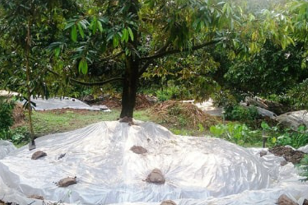 Dung-man-ni-long-che-cahn-quanh-goc