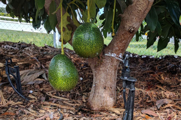 Chu-dong-tuoi-nuoc-cho-cay-bo