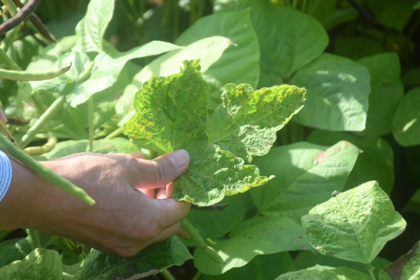 Benh-kham-la-tren-cay-dau-xanh