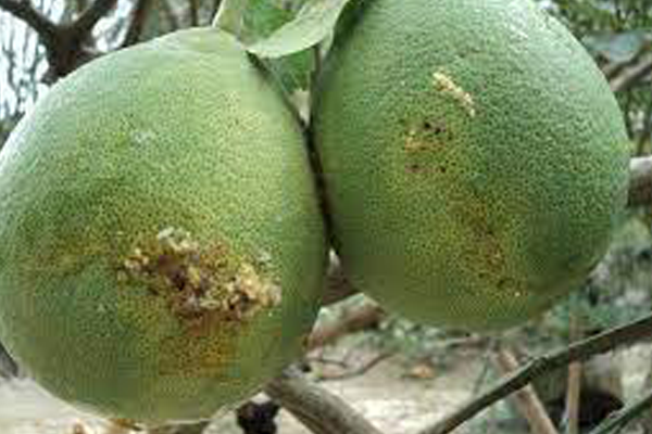 benh-ruoi-vang-tren-cay-an-qua