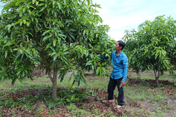 tia-canh-tao-tan-cho-cay-xoai