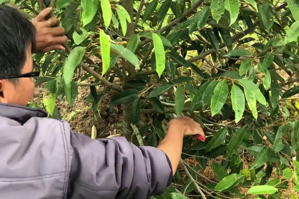 Tia-canh-cho-cay-vu-sua