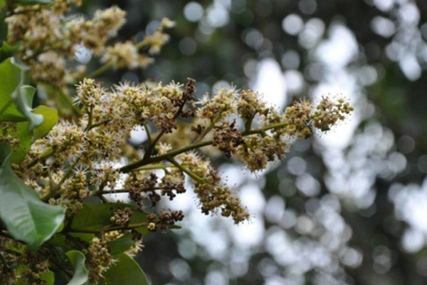 Benh-thoi-hoa-tren-cay-nhan