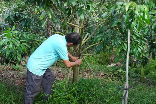 Ve-sinh-va-cham-soc-vuon-nhan