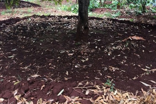 Xoi-mo-kich-re-sau-rieng