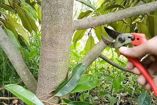 Tia-canh-tao-tan-cho-sau-rieng-sau-thu-hoach