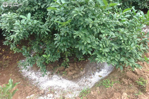 bon-phan-cho-cay-trong-xen-canh