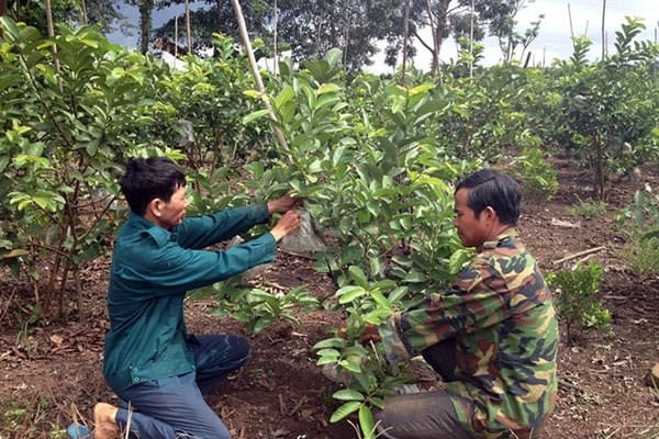 cach-tia-canh-tao-tan-cho-cay-oi