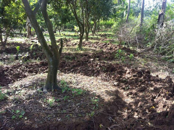 khong-bon-chung-phan-vo-co-voi-phan-huu-co