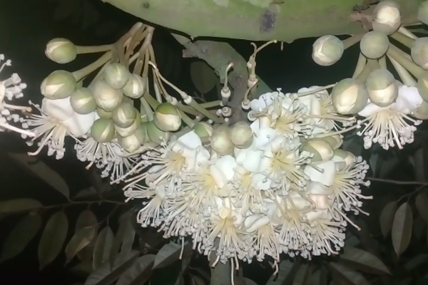 Thu-phan-khong-deu-lam-sau-rieng-bi-meo-trai