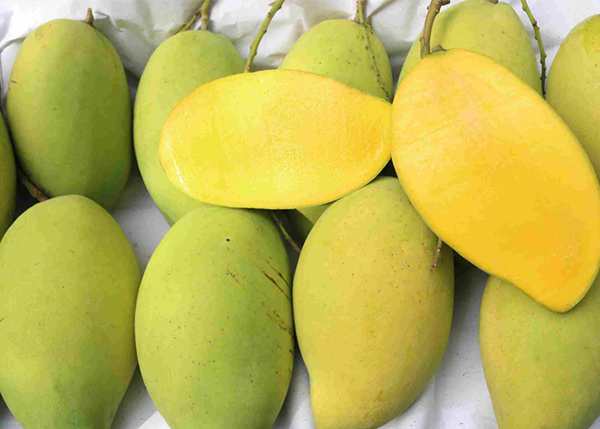 xoai-tu-quy-co-gia-tri-dinh-duong-cao