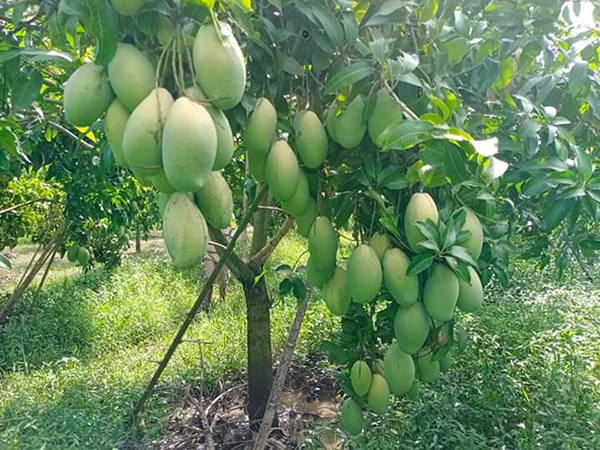 thu-hoach-xoai-tu-quy