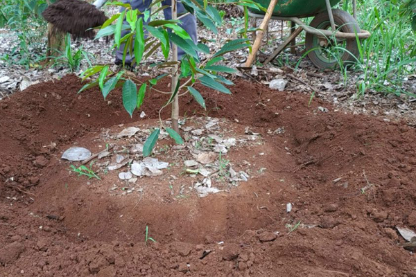 Ky-thuat-bon-phan-cho-cay-sau-rieng