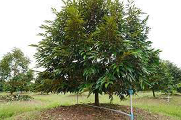 Tuoi-nuoc-cho-cay-sau-rieng