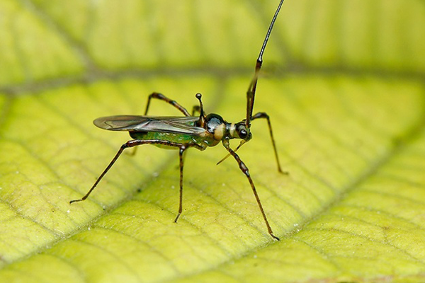 Banh-Helopeltis-sp-tren-cay-ca-cao