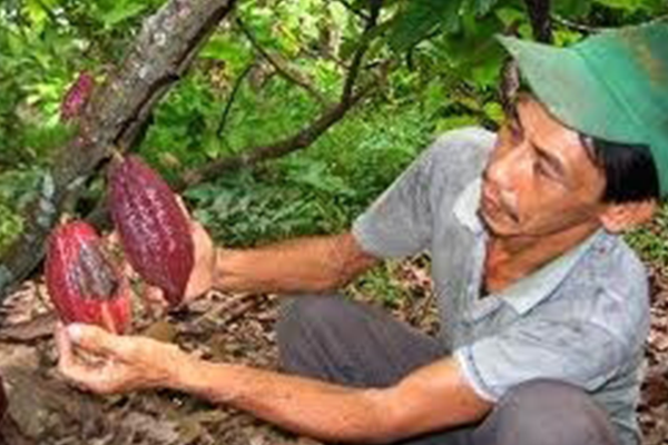 Benh-Phytophthora-tren-cay-ca-cao