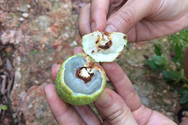 Qua-vai-bi-sau-duc-cuong-gay-hai