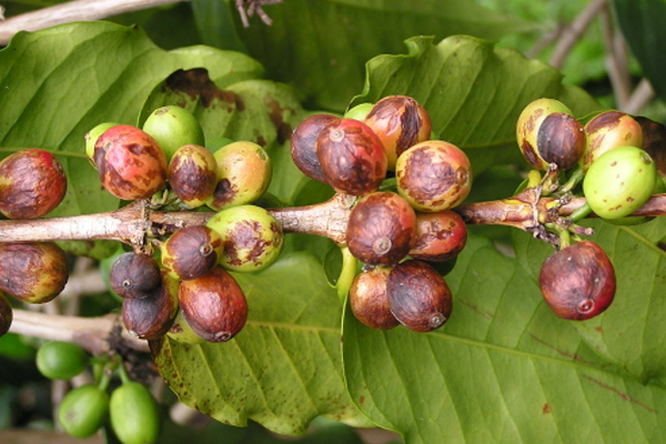 Benh-than-thu-tren-qua-ca-phe