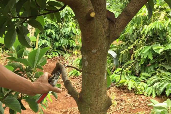 Tia-canh-tao-tan-cho-cay-bo