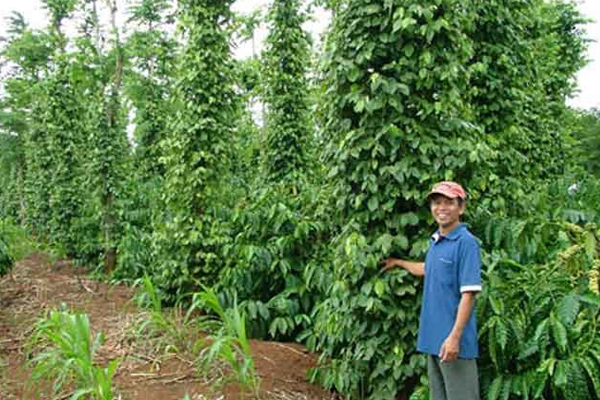 Cay-tieu-duoc-trong-tren-tru-song-phat-trien-tot