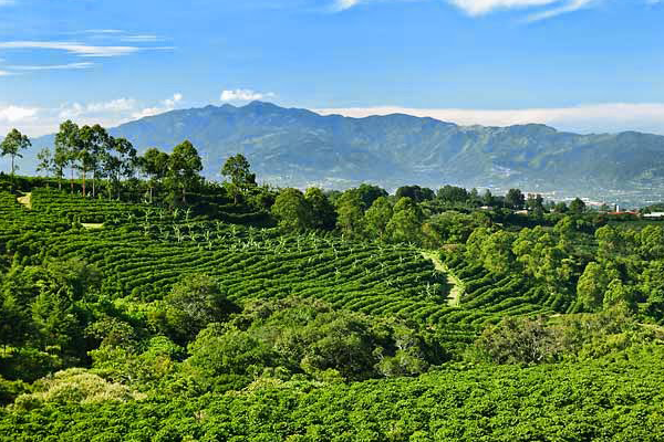 Cay-ca-phe-duoc-trong-tren-vung-dat-do-Bazan