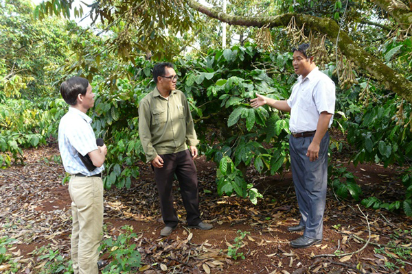 Cay-sau-rieng-duoc-trong-tren-vung-dat-do-Bazan-Tay-Nguyen