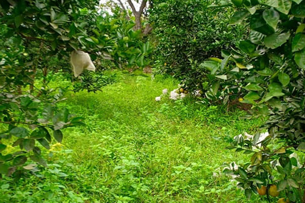 Tang-he-vi-sinh-vat-co-ich-trong-dat